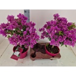 Bougainvillea Alexandra 19cm