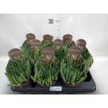 Cactus Kaktus mix 14cm