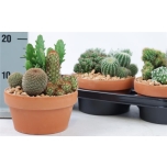 Cactus Kaktus mix 17cm