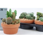 Cactus Kaktus mix 17cm