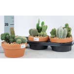 Cactus mix other 17cm