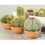 Cactus Kaktus mix other 17cm