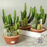 Cactus Kaktus other 20cm