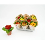 Calceolaria Kinglill 10,5cm