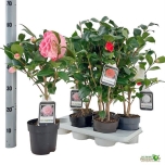 Camellia japonica pink 15cm