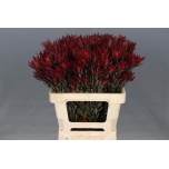 Leucadendron Valgepuu ov 60cm