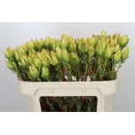 Leucadendron Valgepuu Rita spray 70cm