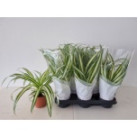 Chlorophytum Rohtliilia Variegatum 11cm