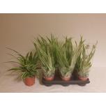 Chlorophytum Rohtliilia Variegatum 11cm