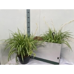 Chlorophytum comosum variegatum 25cm