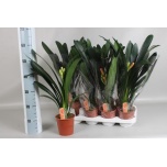 Clivia Kliivia miniata 13cm