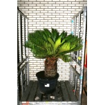 Cycas revoluta Palmlehik 50cm