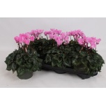 Cyclamen Alpikann other midi 13cm