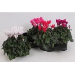 Cyclamen Alpikann other midi 13cm