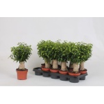 Ficus benjamina natasja 12cm