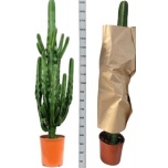 Euphorbia Piimalill other 33cm