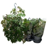 Cissus Tsissus rhom ellen danica 19cm