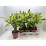 Dracaena frag other 17cm