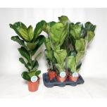 Ficus lyrata 17cm