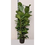 Ficus lyrata 30cm