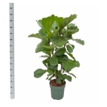 Ficus Lyrata 30cm