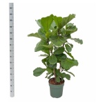 Ficus lyrata 30cm