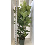 Ficus lyrata 38cm