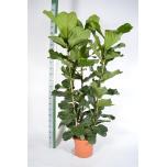 Ficus Viigipuu lyrata 40cm