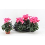 Cyclamen Alpikann pers small flower other 13cm