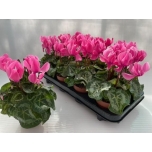 Cyclamen persicum small flower other 10,5cm