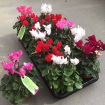 Cyclamen Alpikann pers small flower other 10,5cm