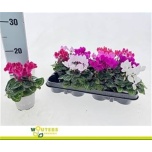 Cyclamen Alpikann pers small flower other 9cm
