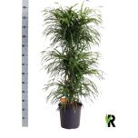 Dracaena reflexa other 27cm