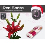 Lilium Liilia ov 75cm