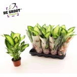 Dieffenbachia camilla 12cm