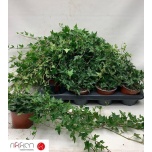 Hedera helix Luuderohi other groen 8,5cm