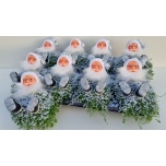 Soleirolia Helksiine soleirolii green 11cm