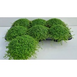 Soleirolia Helksiine soleirolii green 13cm