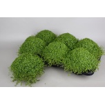 Soleirolia Helksiine soleirolii green 13cm