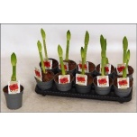 Hippeastrum Ratsuritäht other 12cm