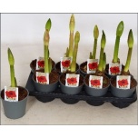 Hippeastrum Ratsuritäht other 14cm