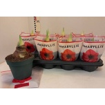 Hippeastrum Ratsuritäht other 14cm