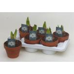 Hippeastrum Ratsuritäht others Terracotta 2ÕV 15cm
