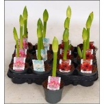 Hippeastrum Ratsuritäht other 9cm