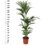 Howea forsteriana Kentiapalm 24cm