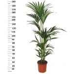 Howea forsteriana Forsteri kentiapalm 24cm