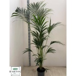 Howea forsteriana 24cm