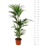 Howea forsteriana Forsteri kentiapalm 24cm