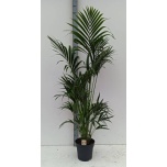Howea Kentiapalm forsteriana 31cm