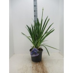 Agapanthus Lembeliilia dr brouwer 23cm